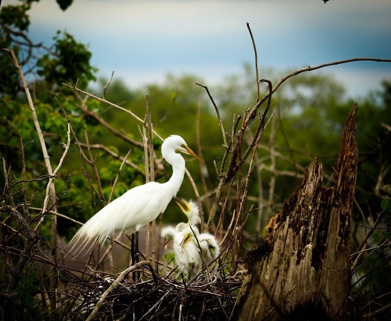FWC reminds the public: Nesting waterbirds need room to breed