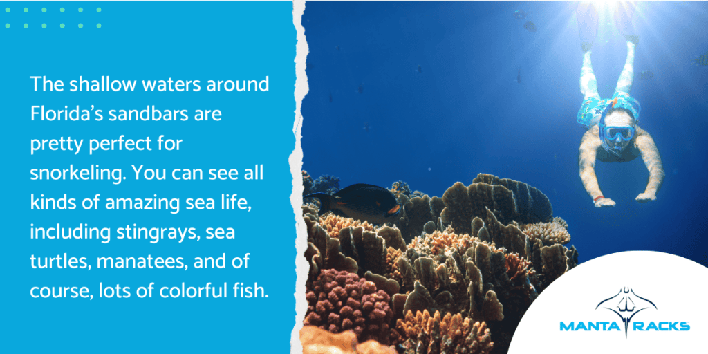 A man snorkels in Florida's clear waters, showcasing vibrant sea life like stingrays and colorful fish.